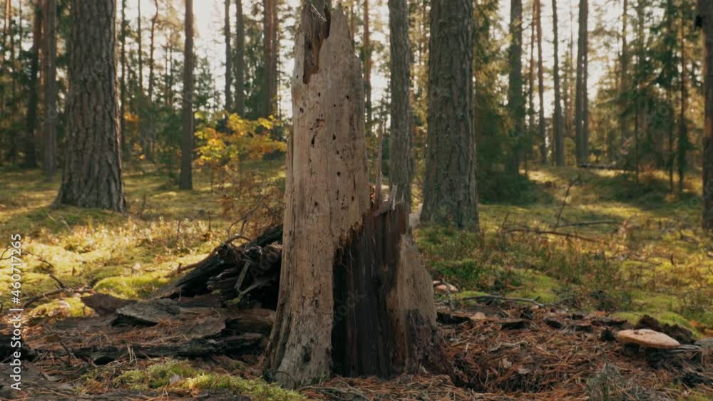 Old Broken Pine Tree In Coniferous Forest. European Green Coniferous Forest Old Broken Pine Tree In Coniferous Forest. European Green Coniferous Forest