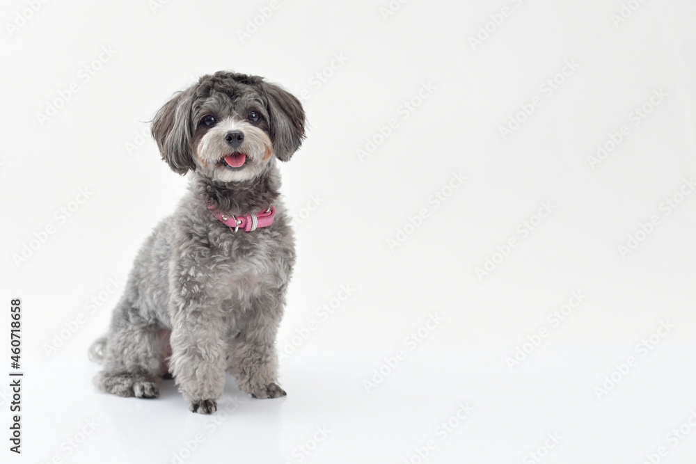 犬 ミックス犬 プードル マルチーズ おすわりする犬の笑顔 おすわりするミックス犬の笑顔 Stock Photo Adobe Stock 犬 ミックス犬 プードル マルチーズ おすわりする犬の笑顔 おすわりするミックス犬の笑顔 Stock Photo Adobe Stock