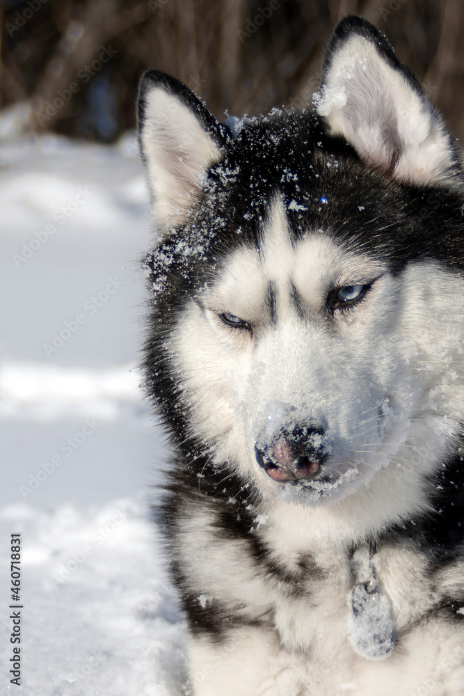 Snow-covered muzzle of a Siberian husky dog with blue eyes. Snow on the dog's face.