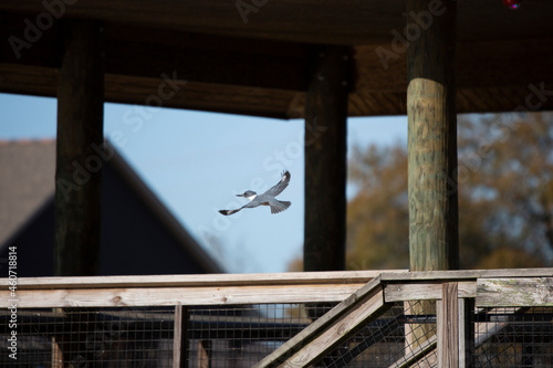 Belted Kingfisher in Flight