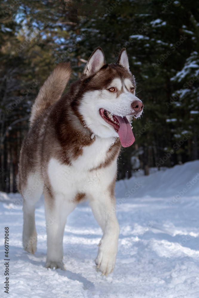 Red Siberian husky runs along a snowy road in winter forest. Front view. Husky dog smiles. Red Siberian husky runs along a snowy road in winter forest. Front view. Husky dog smiles.