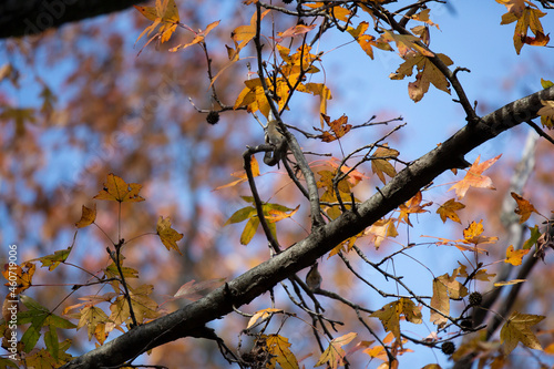 Nonbreeding Male American Goldfinch photo