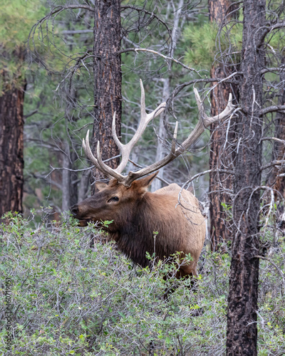 Closeup of Rocky Mountain Elk  Cervus elaphus nelsoni  Rocky Mountain national park. Male with large antlers  forest in background.  