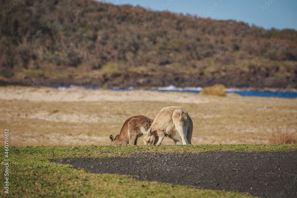 Obraz premium White Eastern Grey kangaroo at a caravan park