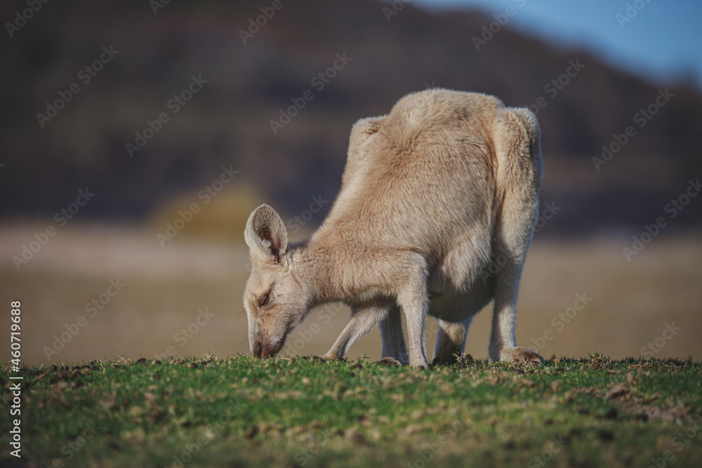 White Eastern Grey kangaroo at a caravan park White Eastern Grey kangaroo at a caravan park