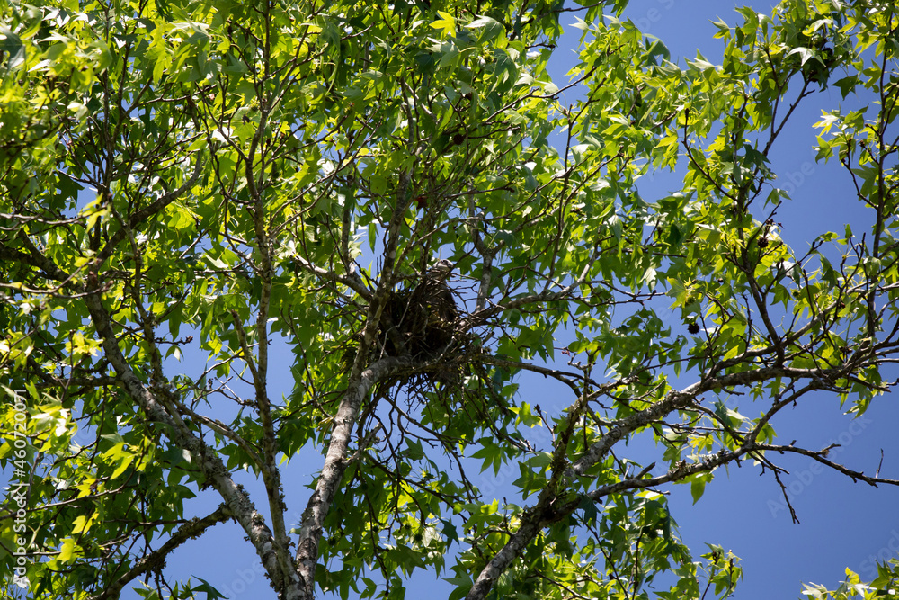 Cautious Mississippi Kite Guarding Its Nest Cautious Mississippi Kite Guarding Its Nest