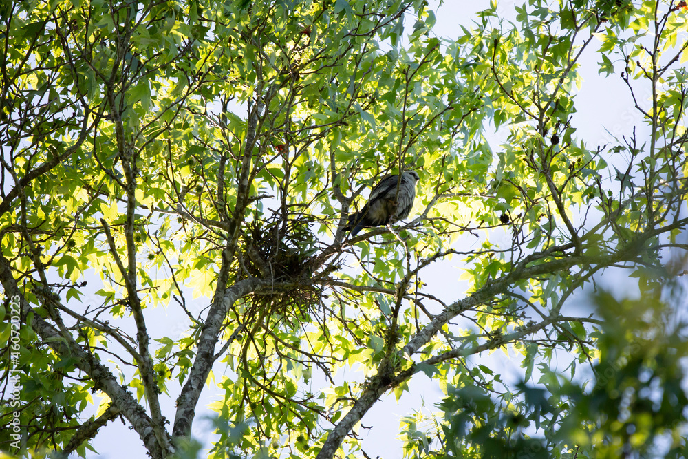 Majestic Mississippi Kite Guarding a Nest Majestic Mississippi Kite Guarding a Nest