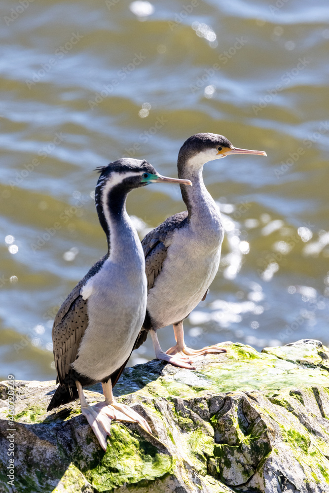 Spotted Shag, Endemic Cormorant of New Zealand Spotted Shag, Endemic Cormorant of New Zealand