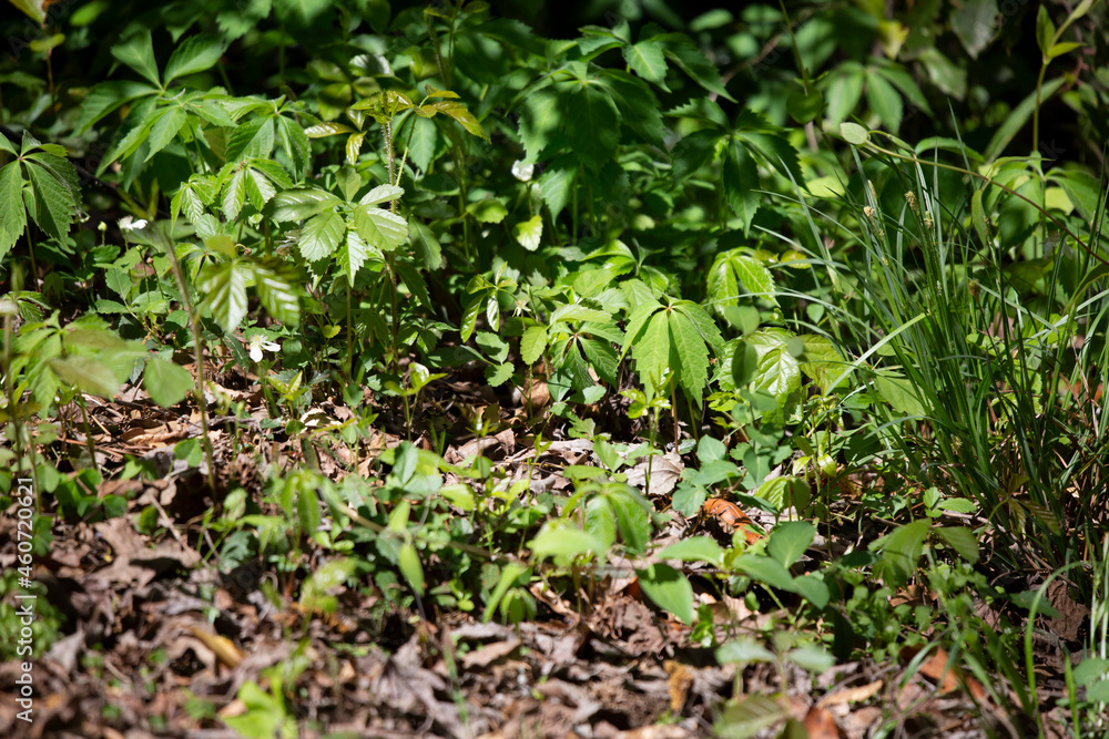 Obraz premium Bright Green Weeds