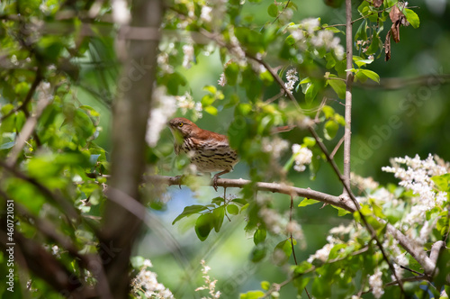 Brown Thrasher on a Tree