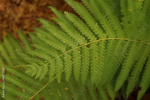 The fern leaf of the forest