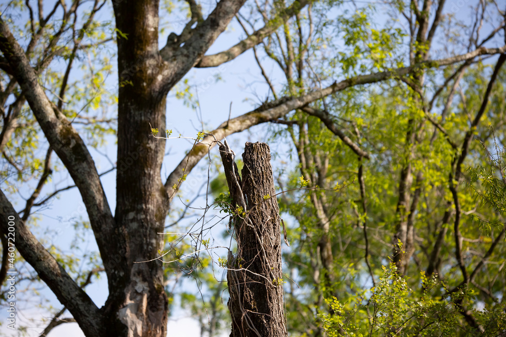 Obraz premium Damaged, Diseased Tree