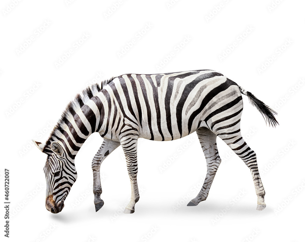 Fototapeta premium Burchell's zebra isolated on white