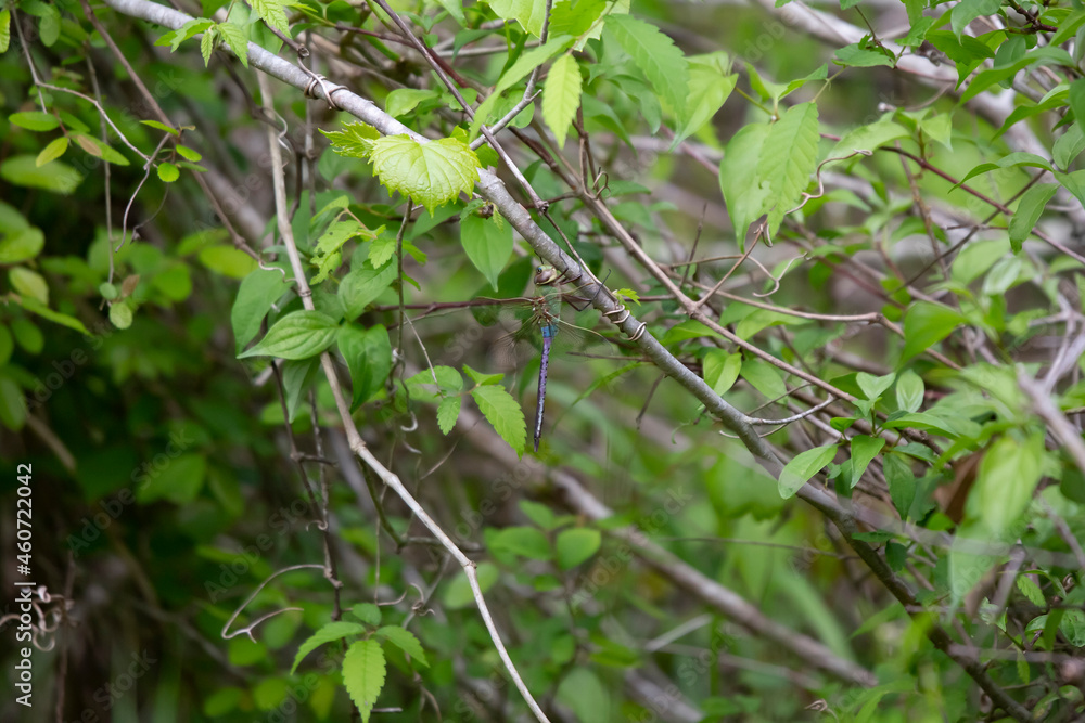 Common Green Darner Common Green Darner