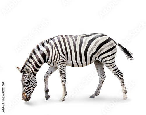 Burchell s zebra isolated on white