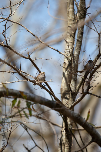 Curious White-Throated Sparrow
