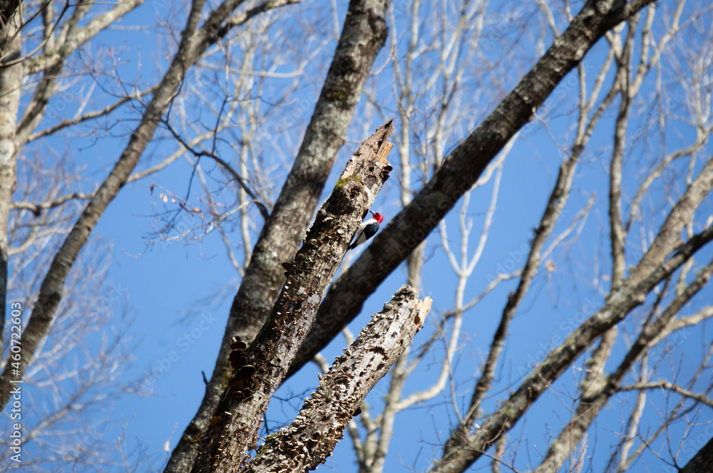 Adult Redheaded Woodpecker Foraging Adult Redheaded Woodpecker Foraging