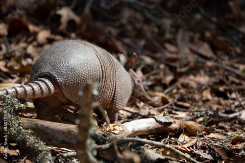 Nine-Banded Armadillo Foraging