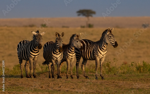 Zebra in the Mara  Africa 