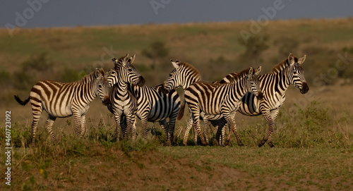 Zebra in the Mara, Africa 