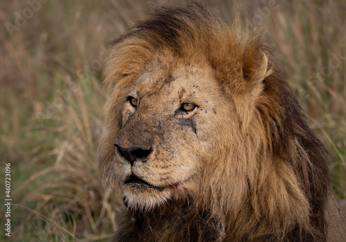 A lion in Africa 