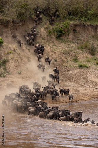 The great wildebeest migration in Africa 