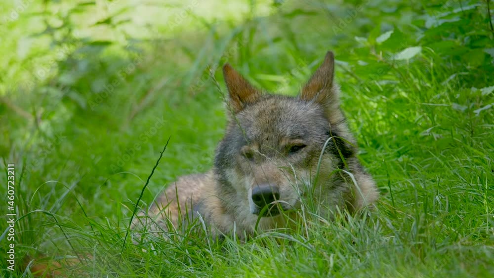Sleepy and tired Canis Lupus Wolf resting in grass field after Hunt,close up Sleepy and tired Canis Lupus Wolf resting in grass field after Hunt,close up
