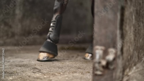 Horses Hooves And Fetlocks Straps In Stalls photo