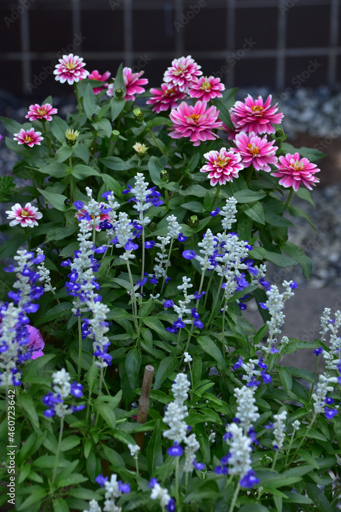 Naklejka premium サルビアとジニアの寄せ植え