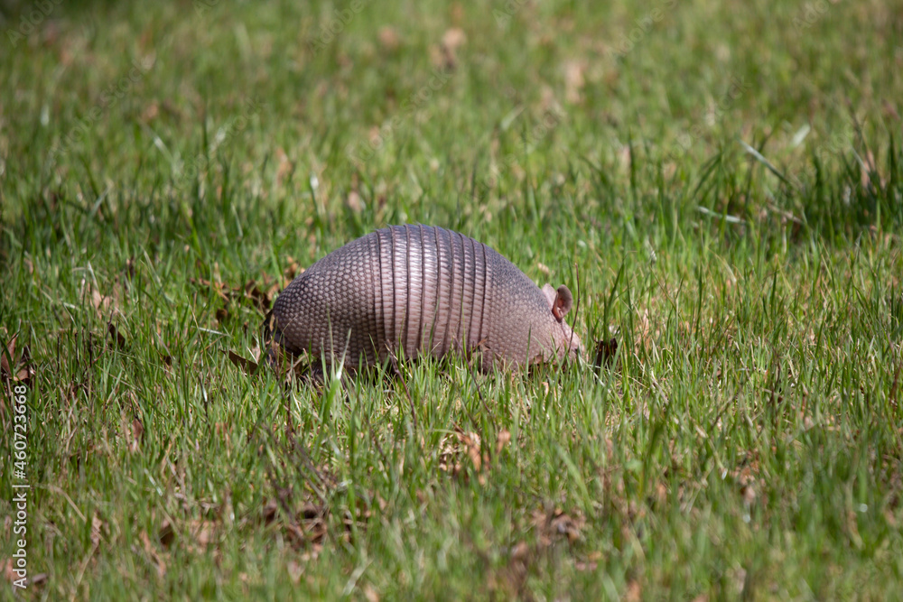 Nine-Banded Armadillo Foraging Nine-Banded Armadillo Foraging