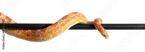 Corn snake on white background