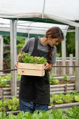 Asian middle aged Female gardener Explore the growing organic farm and working in a greenhouse in the garden