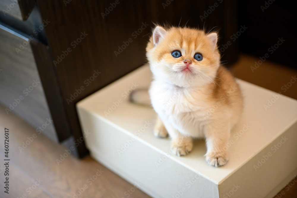 British Shorthair kitten sitting on a box placed on the floor, high view sees golden cat sitting and looking up, cute young kitten playing naughty and curious.