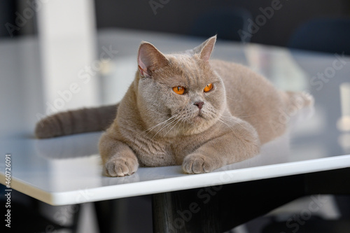 Adult female cat rests comfortably on a white stone table  lilac-colored British Shorthair and orange-eyed  full-fat cat is relaxing in the house.