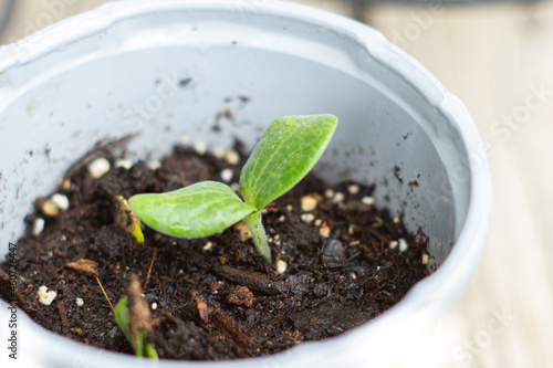 A tiny, two-leafed vegetable plant sprout growing from a small grey pot of organic soil. 