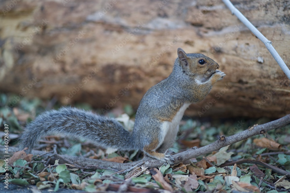 Fototapeta premium squirrel in the park