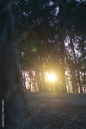sunset in the woods