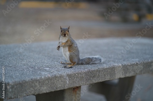 squirrel in the park