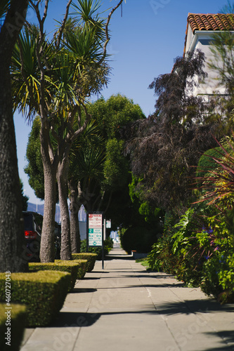 street palms