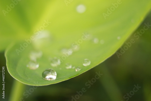 dew on taro leaves, liquid reflection, beautiful macro photos, background wallpaper texture images