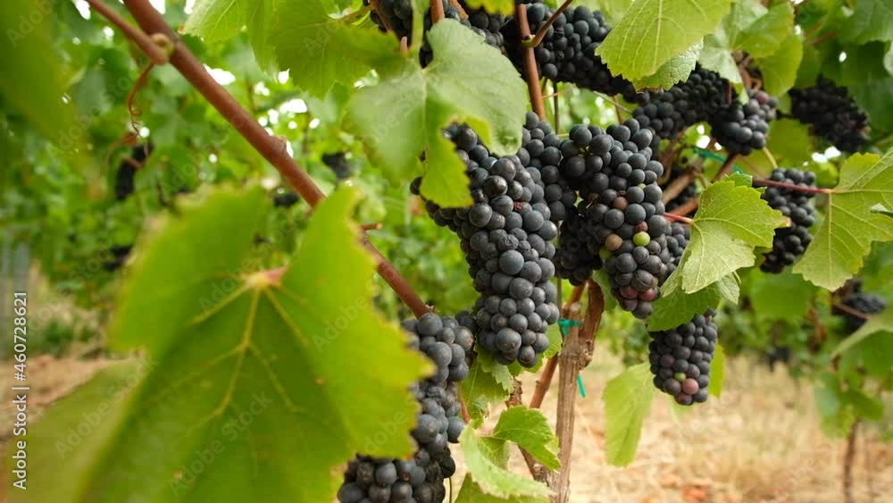 Bunches of red grapes in vineyard ready to be harvested Bunches of red grapes in vineyard ready to be harvested