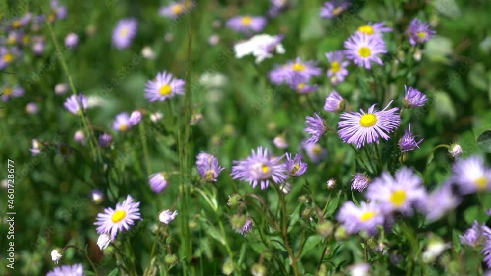 Aspen Daisy Wildflowers in Green Field on Sunny Summer Day, Close Up. Full Frame