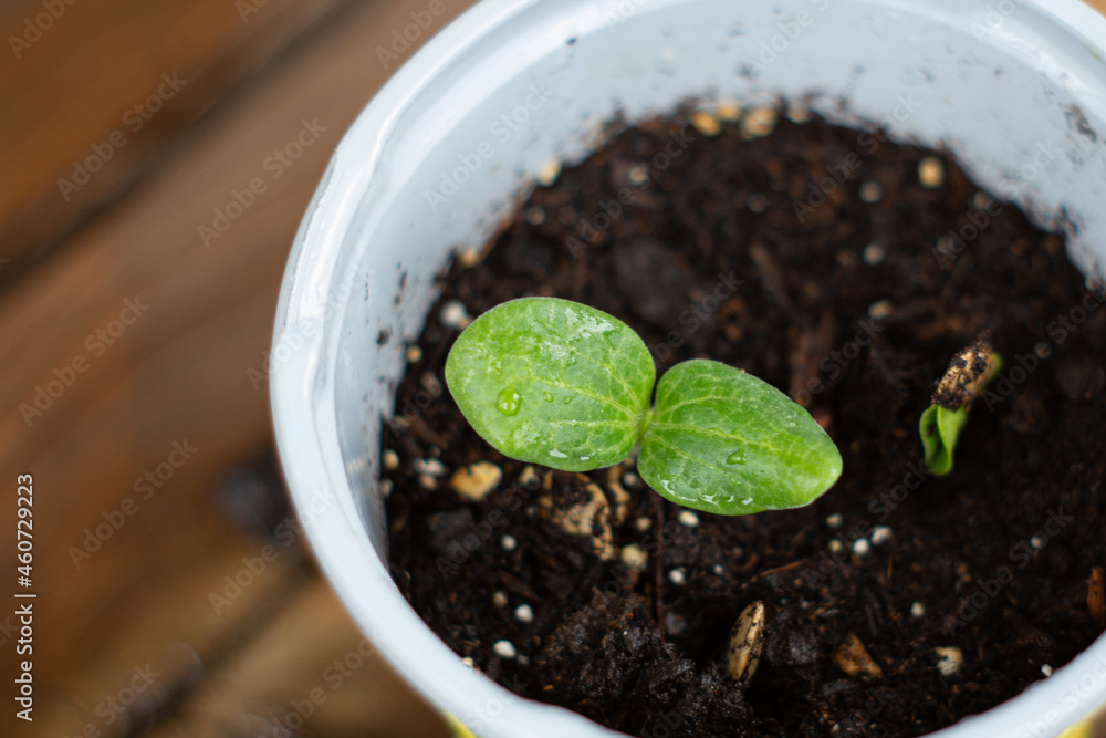 A tiny, two-leafed vegetable plant sprout growing from a small grey pot of organic soil. A tiny, two-leafed vegetable plant sprout growing from a small grey pot of organic soil.