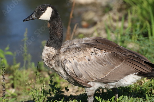 goose molting