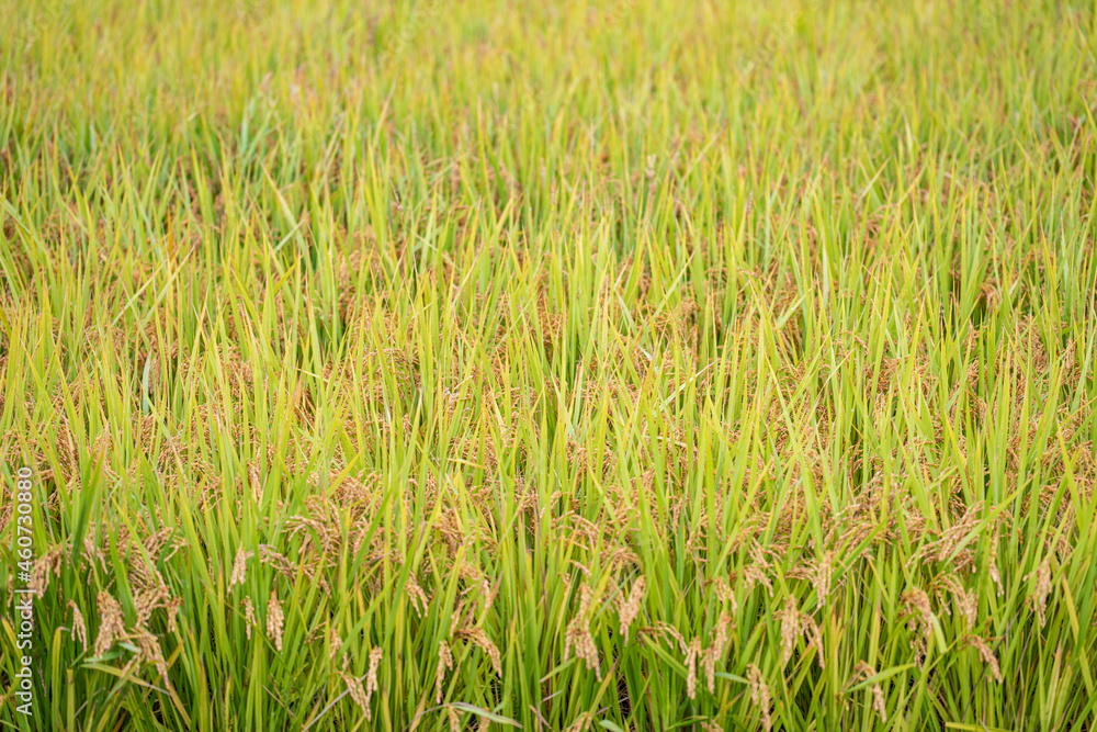 Ripe autumn rice farmed in Korea