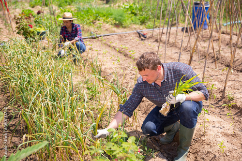 Fotografie, Obraz Man professional horticulturist picking harvest of garlic in garden