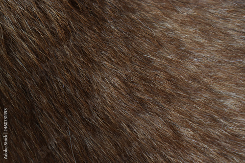 犬の毛