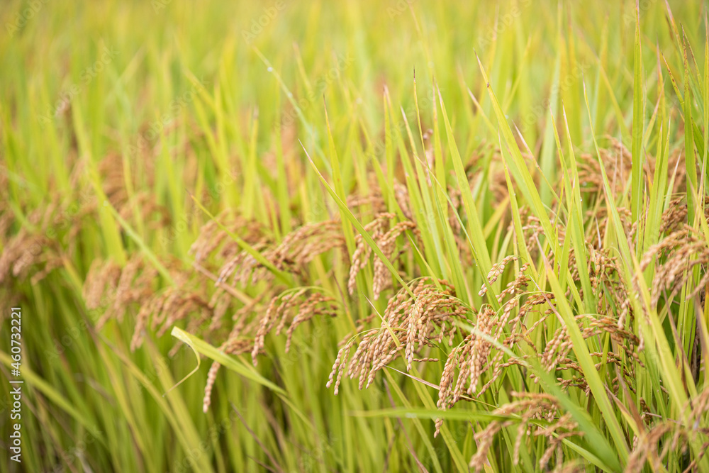 Ripe autumn rice farmed in Korea Ripe autumn rice farmed in Korea