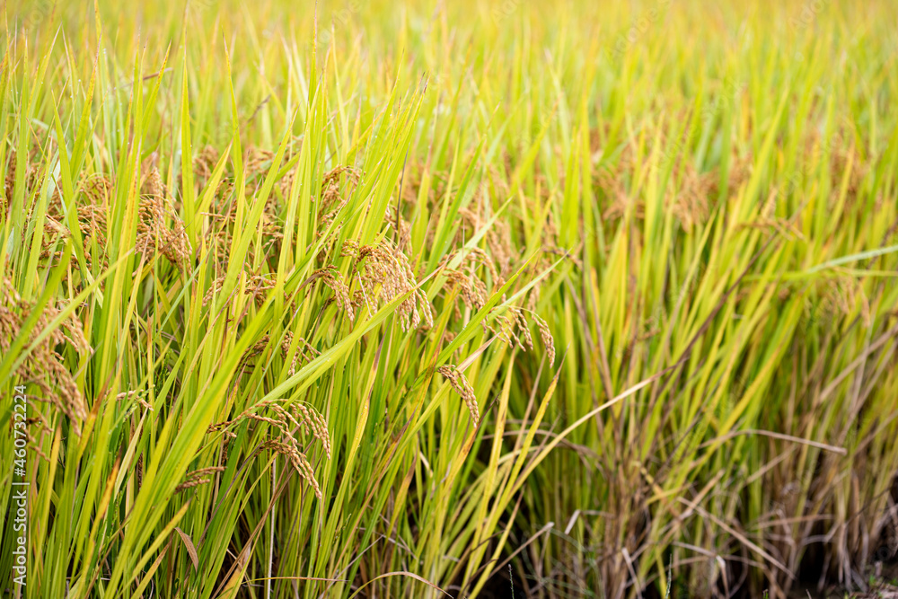 Ripe autumn rice farmed in Korea Ripe autumn rice farmed in Korea