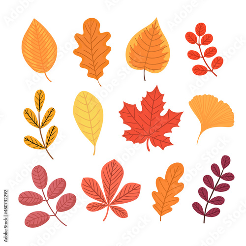 Autumn leaves set. Fall coloured foliage. Nature objects. Vector flat illustration.
